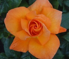BARBARA  - Fragrant Orange