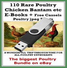 Chicken Poultry Bantam 110