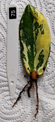 Zamioculcas zamiifolia - ,
