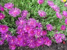 Delosperma cooperi - x, 'cooperi'