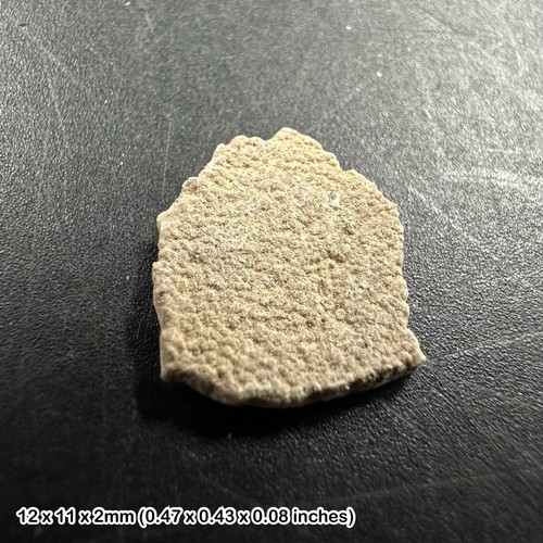 Titanosaur dinosaur eggshell