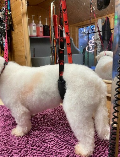 Dog grooming small breed belly - dog,