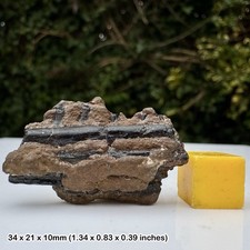 Ichthyosaur Fossil Jaw Section with Teeth Jurassic Coast Lyme Regis Dorset UK –