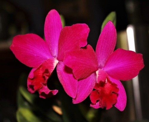 Cattleya love castel - cattleya,