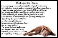 Chocolate brown labrador pet