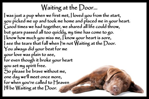 Chocolate brown labrador pet