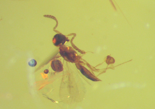 Cretaceous amber fossil - cretaceous,