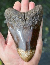 MASSIVE 5.7" POLISHED   MEGALODON SHARK TOOTH!  ...BEST VALUE MEGS ! Javan tooth