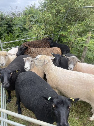 Black welsh mountain cross - black,