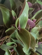  RARE Tradescantia