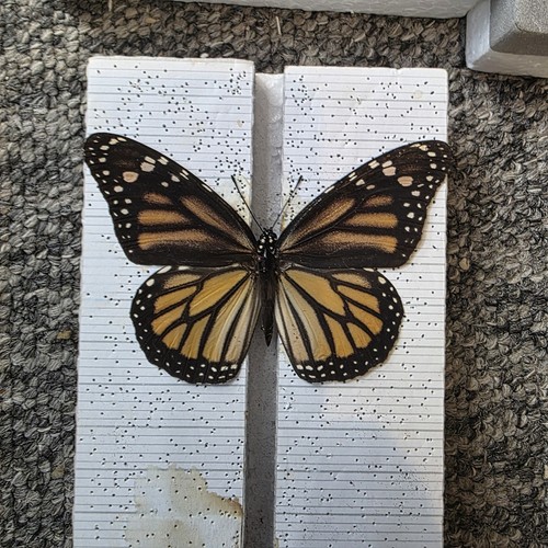 Monarch butterfly danaus - butterfly,