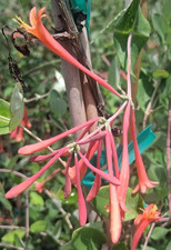 CORAL HONEYSUCKLE 2G Vine