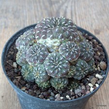 D6875 SULCOREBUTIA RAUSCHII