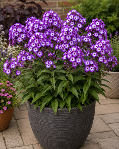 Phlox paniculata beautiful - paniculata,
