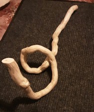 Thick Ivy For Plants, Reptile