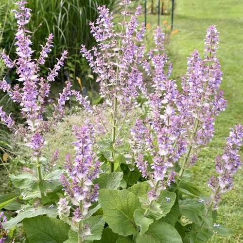 Salvia turkestanica plant - turkestanica, in