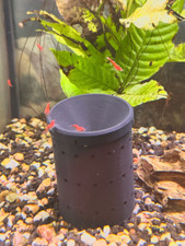 Neocaridina Cherry Shrimp