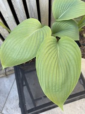 Hosta 'Empress Wu'. Tropical |
