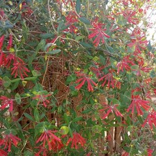 4 Coral Honeysuckle plant