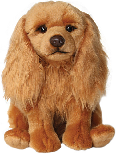Ruby cavalier king charles - cavalier,