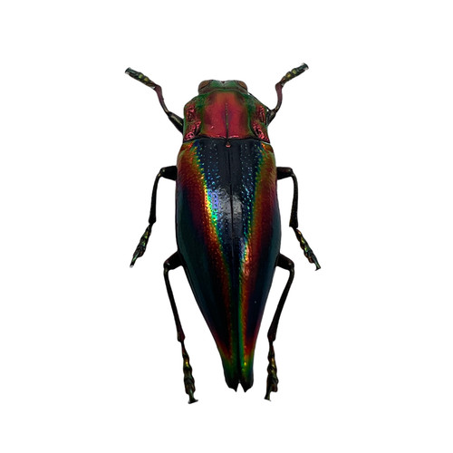 Rainbow jewel beetle - jewel,