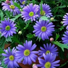 2500 seeds Swan River daisy
