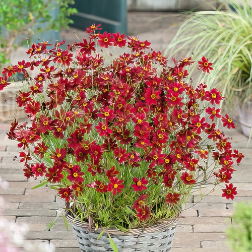 Coreopsis ruby red tickseed - ruby,