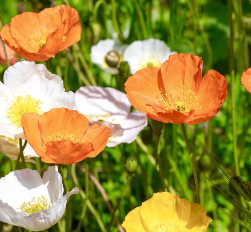 7500x poppy nudicaule iceland - poppy,