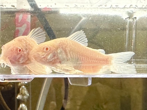 Albino corydoras catfish - albino,