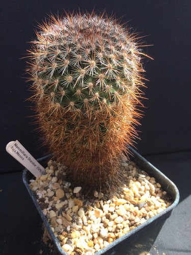 Sale mature mammillaria - sale!!,