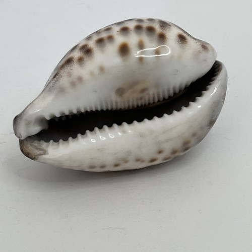 Tiger cowrie sea - tiger, shell