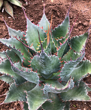 Agave "ShawPot" Starter Plant