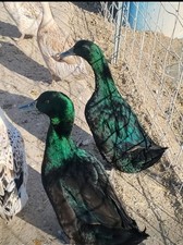 Duck hatching eggs - 12++,