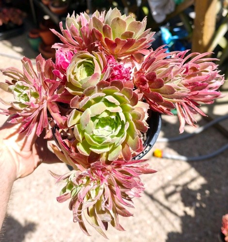 Aeonium light mutation - light,
