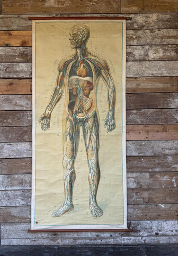 Vintage anatomical teaching