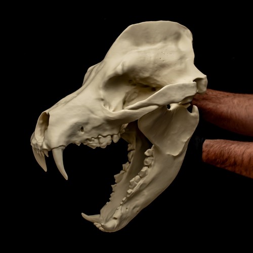 Amphicyon skull replica - amphicyon,