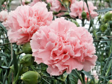 Carnation Dianthus