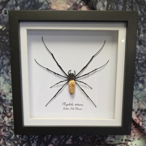Female golden orb weaver - , orb-weaver