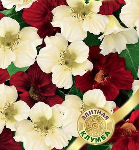 Nasturtium seeds day and - seeds, "day
