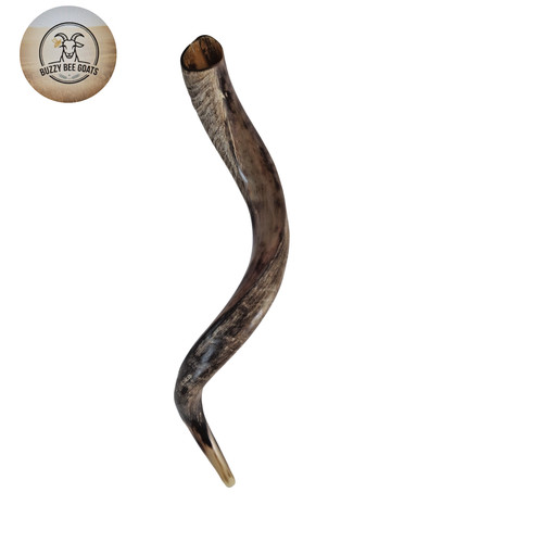 Large kudu horn shofar - horn,