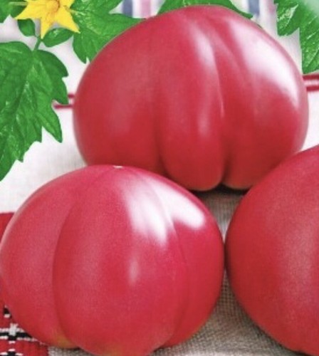 Giant beef tomato - x,