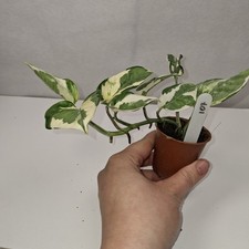 Epipremnum Njoy Pothos, Trailing Houseplant potted young plant actively growing