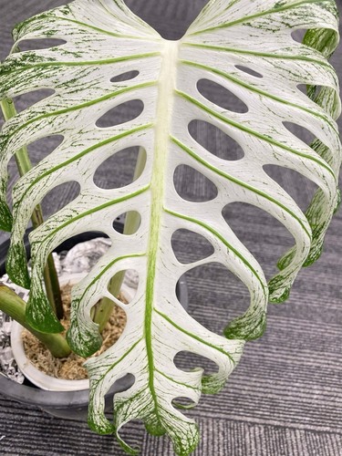 Monstera devil variegated rare - monstera,