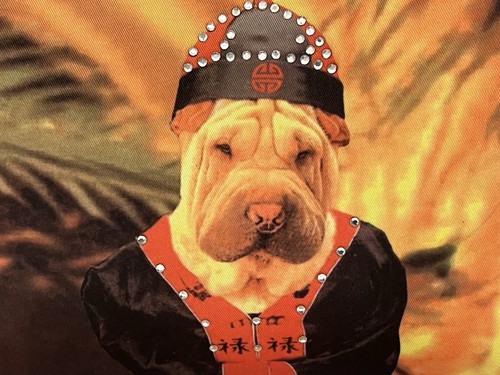Beautiful dog shar pei - shar,