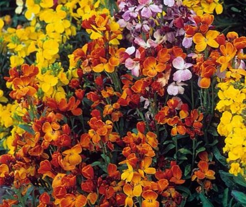 Tom thumb wallflower - 20,