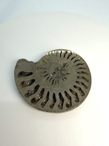 Pyritized ammonite fossil - ammonite,