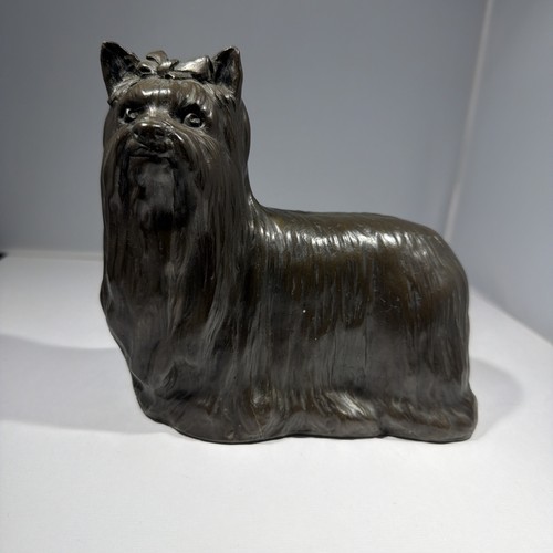 Yorkshire terrier cold - cold, cast