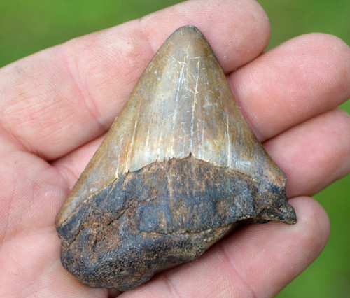 Lovely genuine megalodon - lovely,