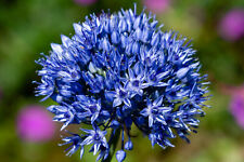 10x Allium Azureum Caeruleum Spring Flowering Bulbs Garden Hardy Perennial Plant