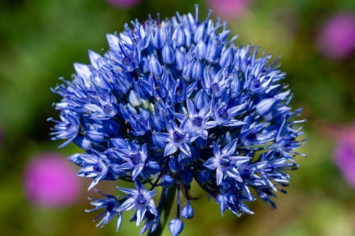 Allium azureum bulbs 10x - azureum,